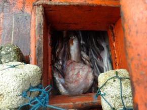 Exceptionnel coup de filet des douaniers : 10 tonnes de poissons saisies au large de la Guyane