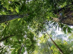 Le premier catalogue des arbres de Guyane présente 1 800 espèces en 9 langues