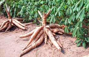 Une convention Cirad/CTG signée pour préserver la filière manioc touchée par une maladie inconnue
