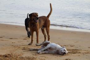 Protection Animale de Guyane a ouvert un dispensaire à Macouria