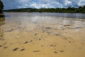 Mission de Lucie Décosse sur le Haut Maroni contre l’orpaillage illégal