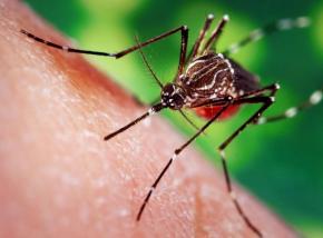 Moustiques : un nouveau répulsif pourrait éviter presque toutes les piqûres