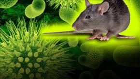 Une étude sur un hantavirus menée en Guyane