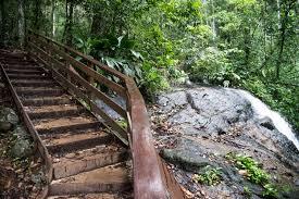 Chute d'arbre sur le sentier du Rorota: une jeune femme décède