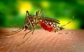 La Guyane touchée par une autre épidémie : la dengue