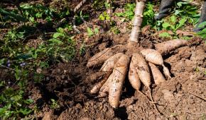 Alerte sanitaire : du plomb détecté dans le manioc consommé en Guyane