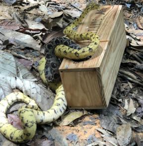 La police de l'environnement met la main sur un trafic de serpents de la Guyane vers l’Hexagone