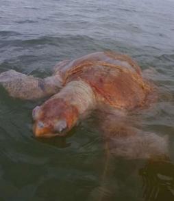 Une tortue caouanne, espèce rare en Guyane, trouvée morte dans un filet