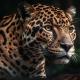 160 attaques de jaguars et pumas sur le bétail l’an dernier