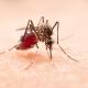 Un vaccin brésilien contre la dengue « très prometteur »