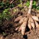 Alerte sanitaire : du plomb détecté dans le manioc consommé en Guyane